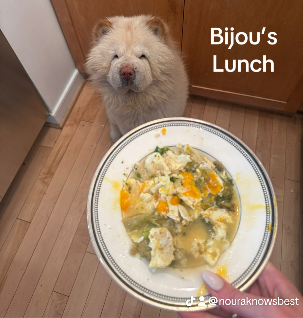 Biofeedback Health Optimization Package for DOGS & CATS- Comprehensive Testing for Food & Non-Food Intolerances